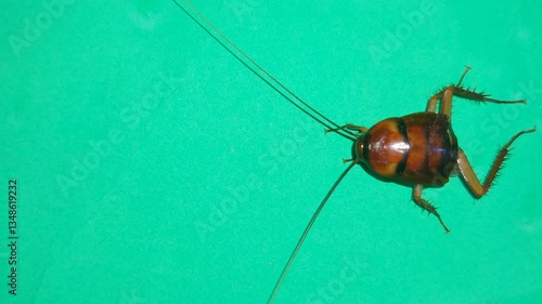 Half-Body Close-Up of a Cockroach on a Green Screen Background for Editing and Compositing