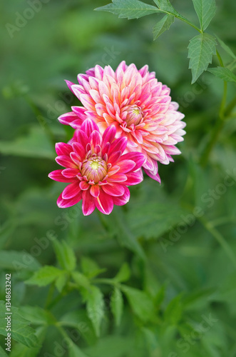 Red-pink Flower buds of Dahlias in garden, floral nature background. Georgina or dahlia (lat. Dahlia ), perennial herbaceous plants of the Asteraceae family with large bright colored flowers