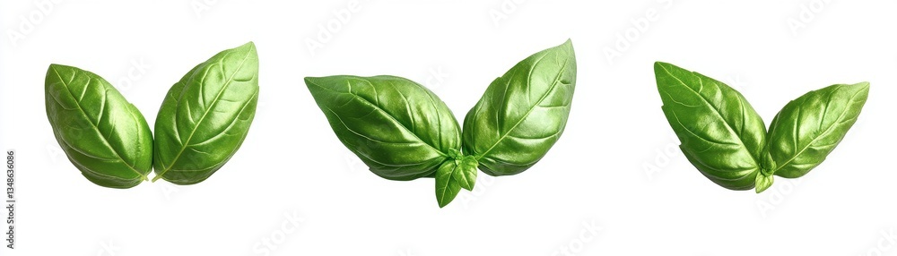 Obraz premium Fresh Basil Leaves