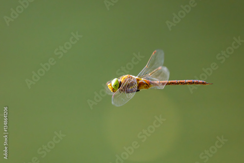 Green-eyed hawker (Aeshna isoceles) in flight