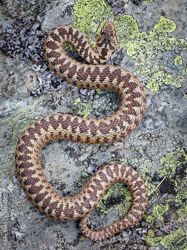Dorsal pattern on a female European adder (Vipera berus)