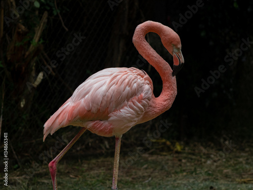 Flamenco rosa (Phoenicopterus ruber) bajo cuidado humano. 