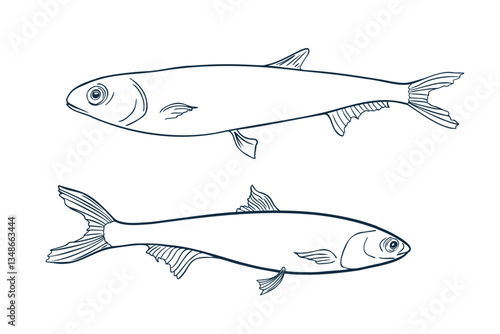 Anchovies black white vector illustration isolated. Monochrome simple sea fish contour hand drawn. Fish silhouette line art. Sardines coloring drawing for logos, packaging, and marine designs.