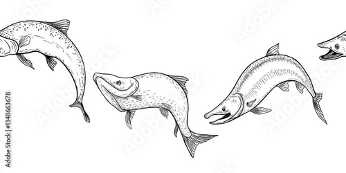 Trout black white vector seamless border. Salmon monochrome sketch hand drawn. Nerka sea fish painted engraving on repeat background. Variety sockeye in graphic set for package, label, sign board.