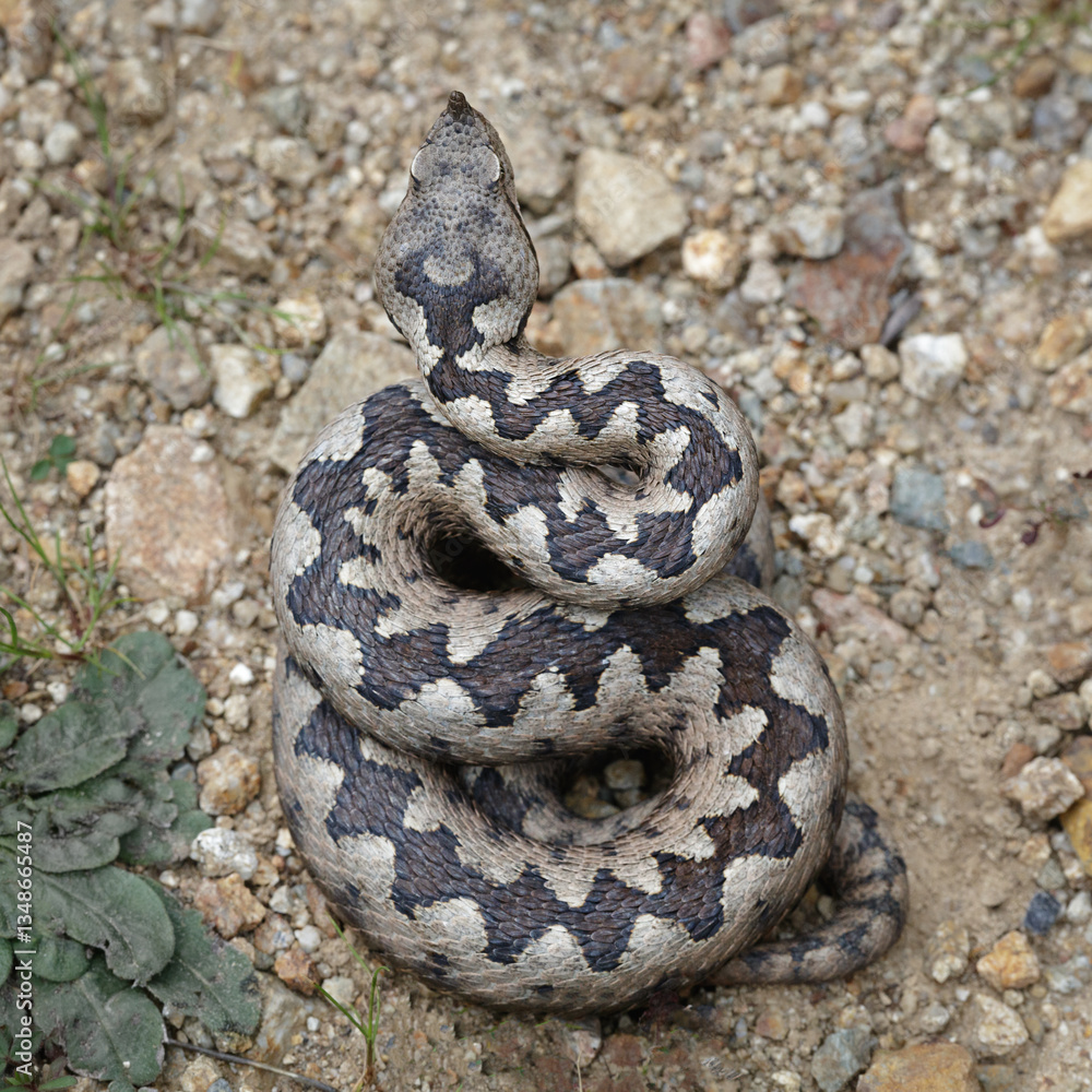 Fototapeta premium Dorsa pattern on a male nose-horned viper (Vipera ammodytes)