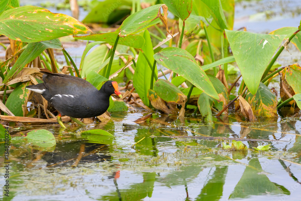 Common Moorhen (Gallinula chloropus) foraging in wetland, Circle B ranch, Florida,