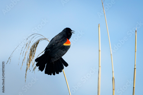Red-winged Blackbird (Agelaius phoeniceus) adult male, calling and displaying, perched on reed,  Lake Apopka, Florida, U.S.A
