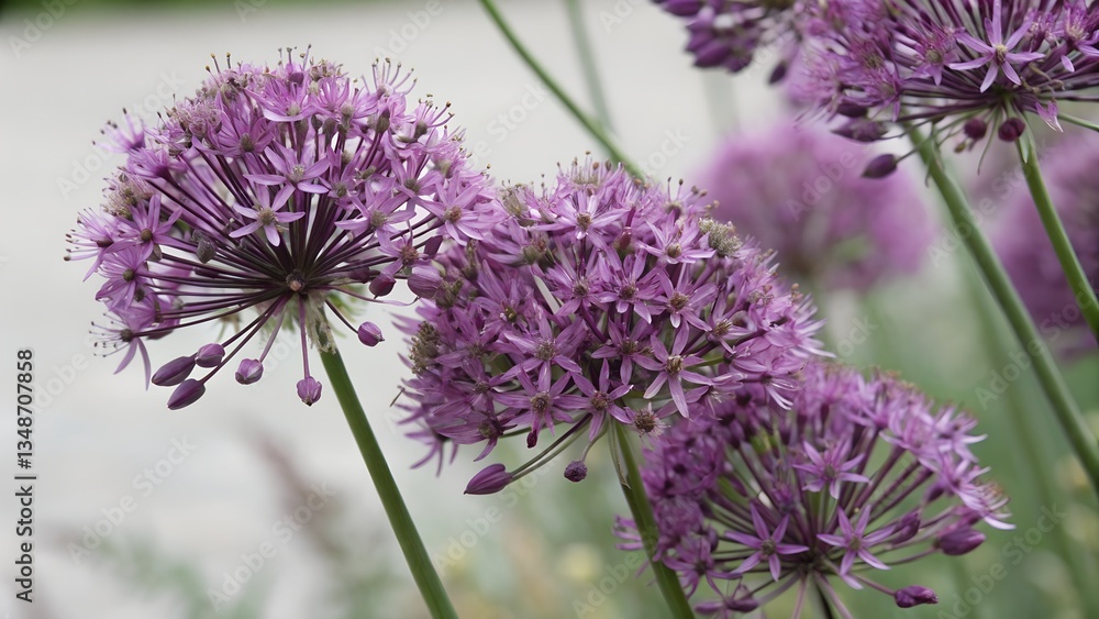 Fototapeta premium Allium in Bloom: Close-up of vibrant purple allium flowers with their distinctive spherical shape, adding a splash of color and elegance to the garden.