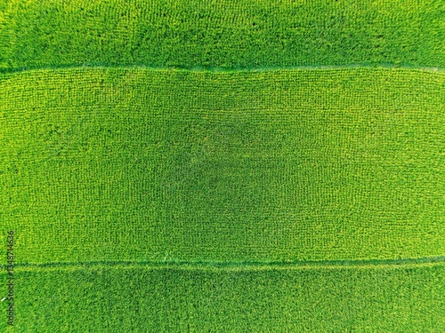 Lush green rice fields glow with a golden hue under the warm sunlight, creating a dreamy rural scene.