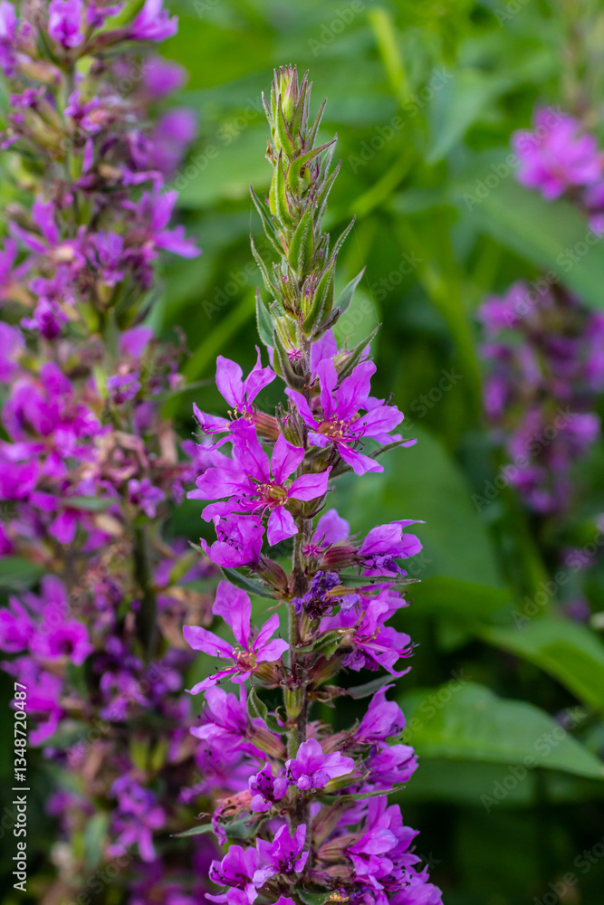 Obraz premium Purple loosestrife Lythrum salicaria inflorescence. Flower spike of plant in the family Lythraceae, associated with wet habitats