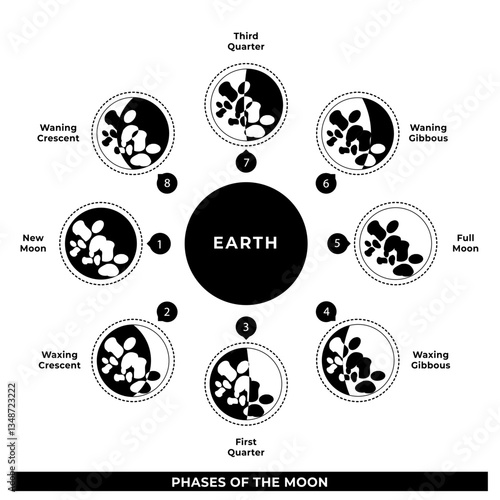 Illustration des phases de la lune en Anglais - Vecteur Education Science, Cycle Lunaire en Noir et Blanc
