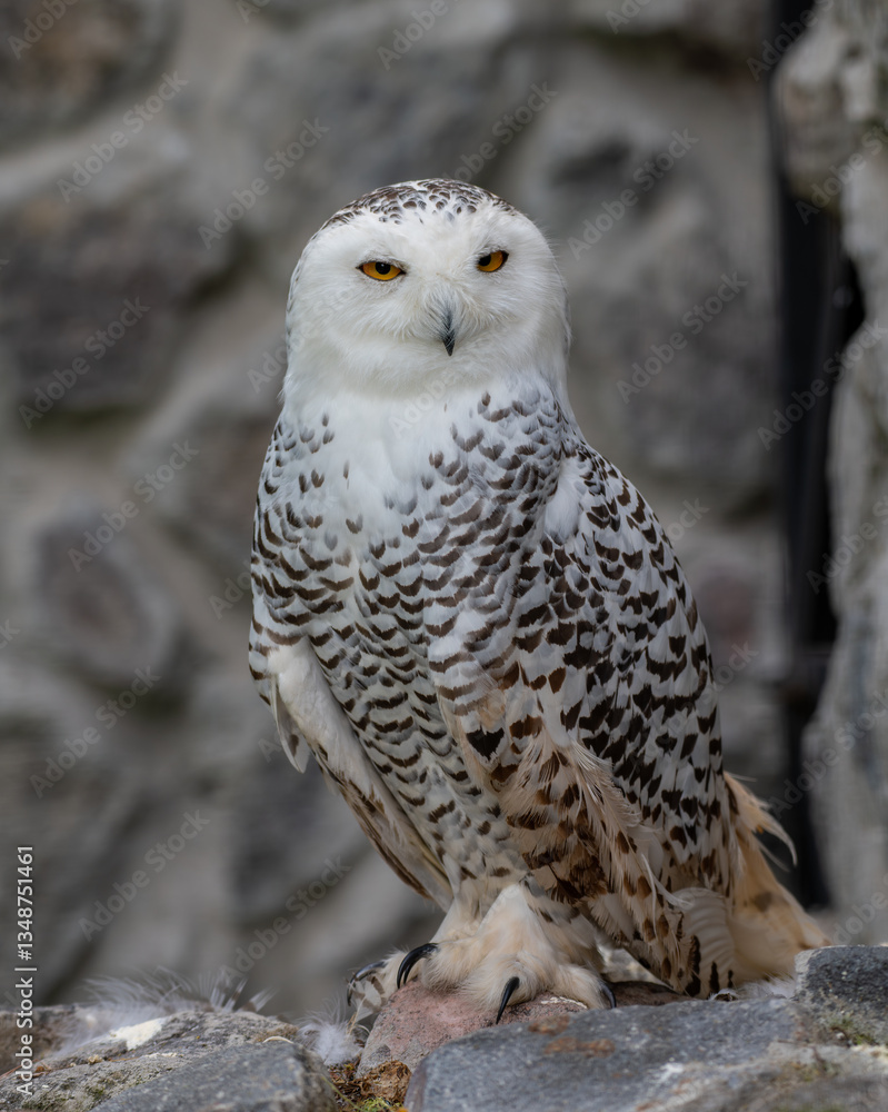 Obraz premium Bubo scandiacus is a species of bird in the genus Bubo. Ecuador.