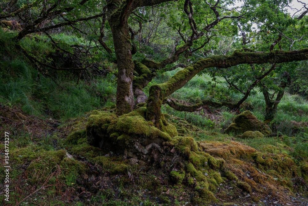 A lush forest scene in Glenveagh National Park, in Ireland, with a moss-covered fallen tree trunk and dense foliage A lush forest scene in Glenveagh National Park, in Ireland, with a moss-covered fallen tree trunk and dense foliage