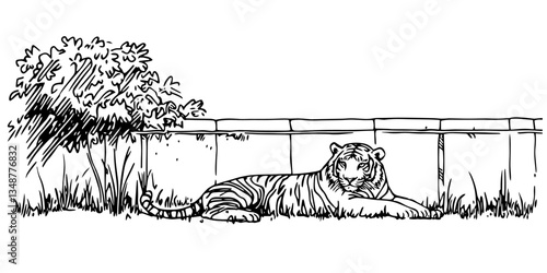 tiger in zoo enclosure traditional doodle sketch hand made design vector