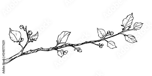 tree branch in early spring vector doodle ink sketch