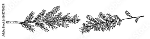 pine tree branches with needles vector sketch illustration in ink doodle style hand drawing for engraving