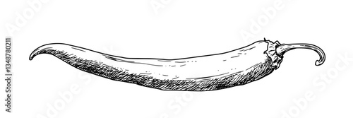 chili pepper hand drawn ink sketch, vector engraving monochrome doodle