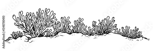 cactus plants vector sketch illustration