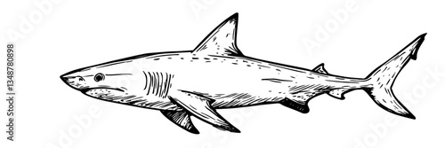 shark ocean predator marine wildlife vector sketch doodle engraving