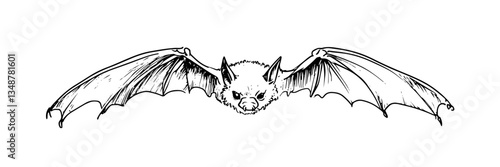 flying bat with spread wings vector doodle sketch engraving