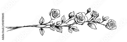 rose branch with flowers and leaves vector doodle sketch engraving