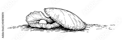 open seashell with pearl inside vector doodle sketch engraving