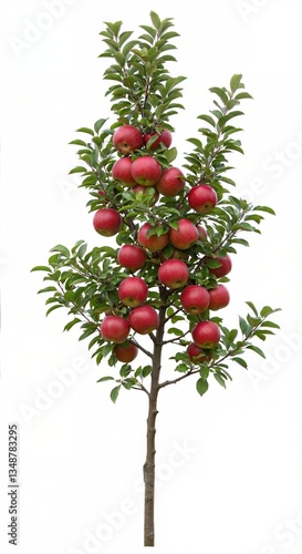 Apple tree plant with red apples isolated on transparent background .PNG, cutout, or clipping path.