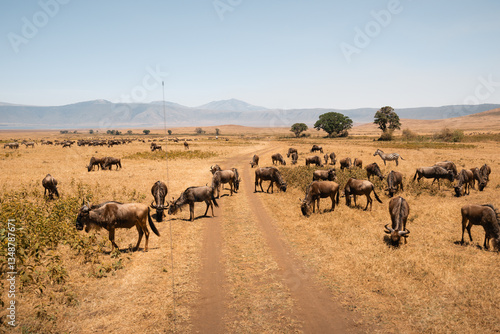 Wildebeest grazing in ngorongoro crater during an african safari trip