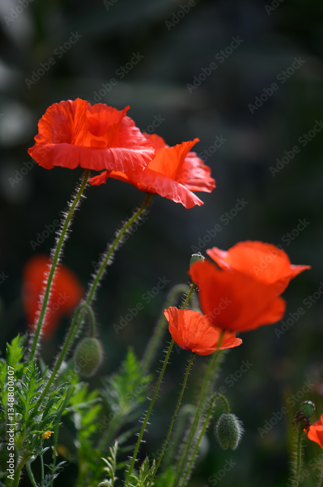 Obraz premium Vibrant red poppies swaying gently in the breeze on a sunny spring day in a lush garden