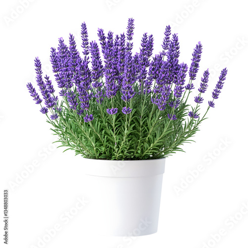 Highly detailed lavender plant in a white plastic pot long title A lush vibrant lavender plant with