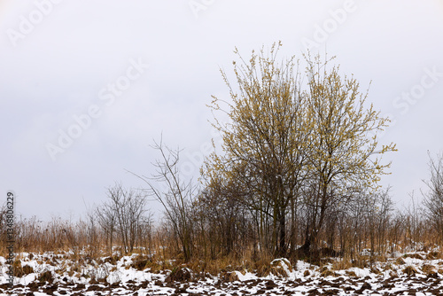 Wallpaper Mural This photograph shows a landscape with a young tree beginning to bloom against a winter field with remnants of snow. The tree stands out with its light green leaves amidst the gray winter landscape. Torontodigital.ca