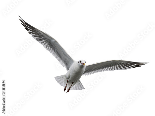 A beautifully detailed close-up image of a seagull in mid-flight