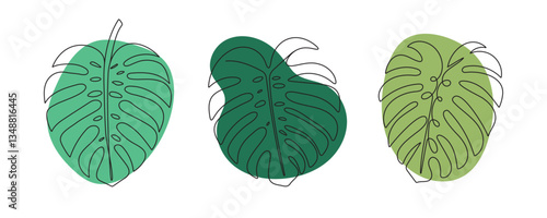 Set of tropical monstera leaves. Exotic plant Monstera Deliciosa. Palm leaf, branches hand drawn vector illustration