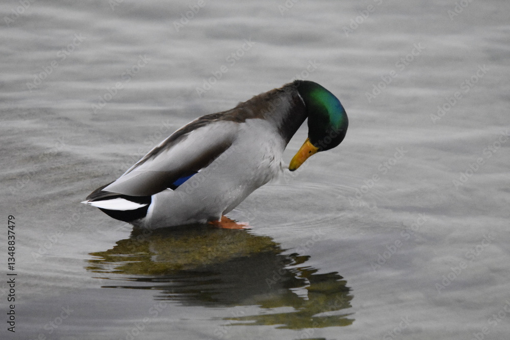 Obraz premium Entenvögel