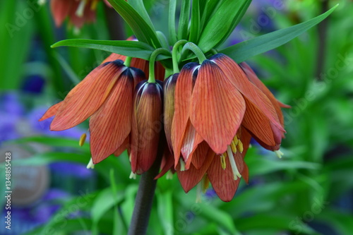 Beautiful colored fritillary in gardening near Prague in Bohemia.