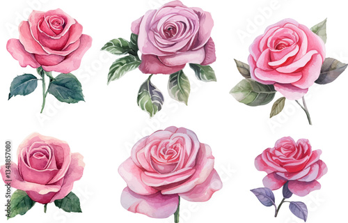 set of roses vector illustration