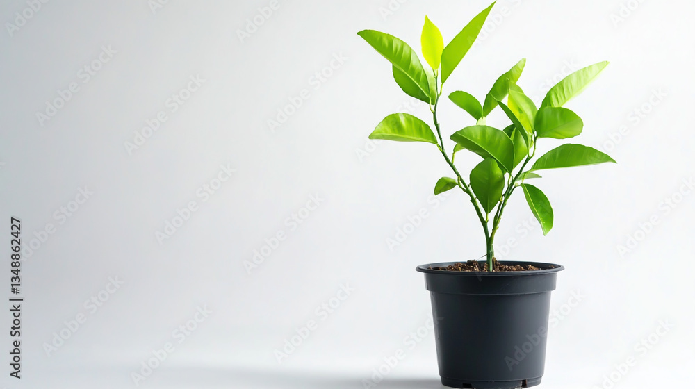 Young citrus plant in a pot, placed against a white background, showcasing fresh green leaves and vibrant growth Young citrus plant in a pot, placed against a white background, showcasing fresh green leaves and vibrant growth