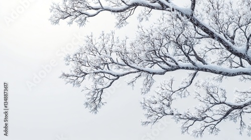 Wallpaper Mural Snow covered branches of a tree in winter against white background Torontodigital.ca