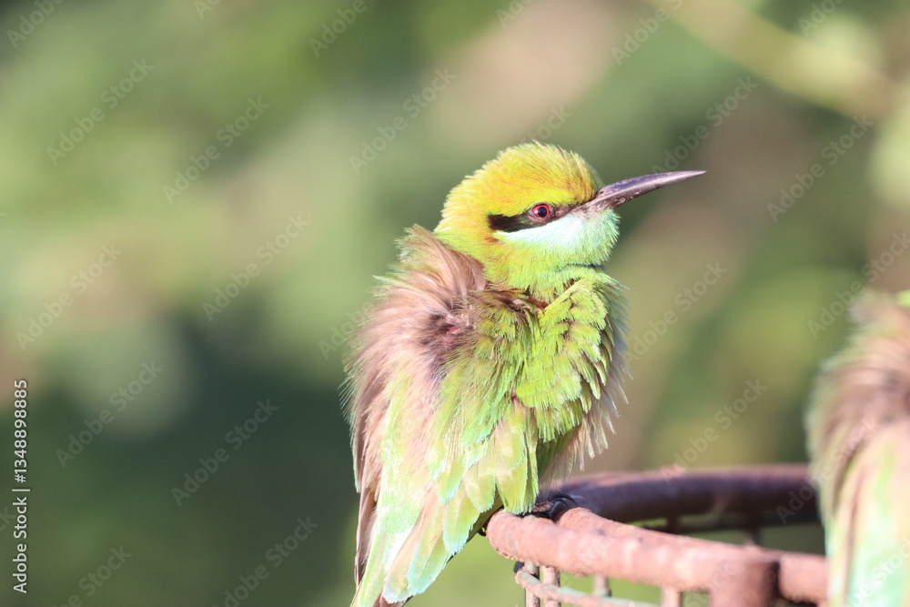 Obraz premium Bee eater on tree
