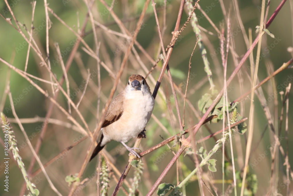 Obraz premium Bird on Tree
