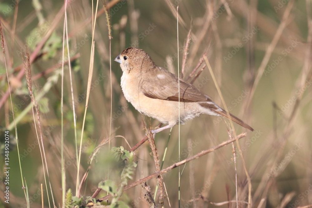 Fototapeta premium Bird on Tree