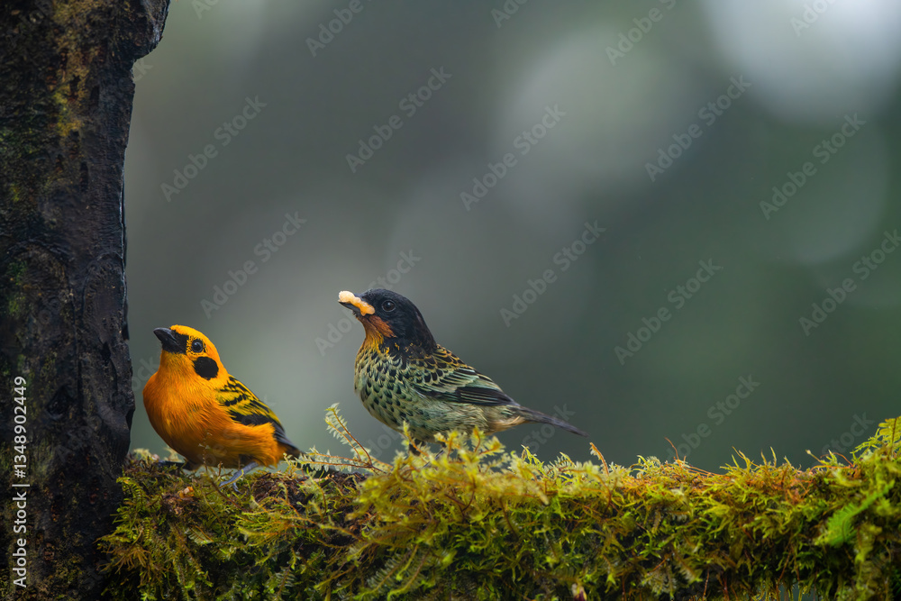The rufous-throated tanager (Tangara rufigula) is a species of bird in the family Thraupidae. It is found in Colombia and Ecuador.