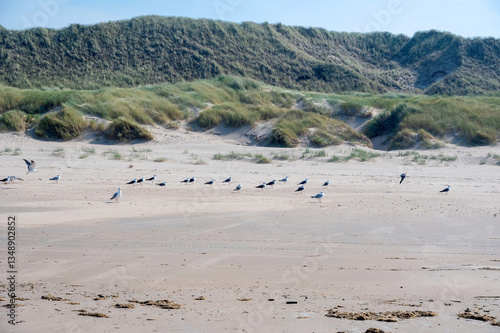 Many seagulls on the sandy beach in front of the dunes photo