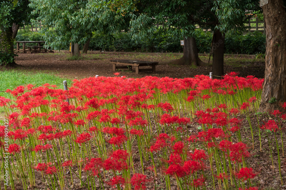 Red spider lily in Kitayama Park, Higashimurayama, Tokyo
ヒガンバナ、北山公園、東京都東村山市 Red spider lily in Kitayama Park, Higashimurayama, Tokyo
ヒガンバナ、北山公園、東京都東村山市