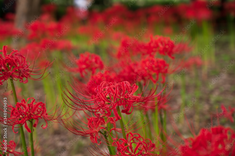 Red spider lily in Kitayama Park, Higashimurayama, Tokyo
ヒガンバナ、北山公園、東京都東村山市 Red spider lily in Kitayama Park, Higashimurayama, Tokyo
ヒガンバナ、北山公園、東京都東村山市