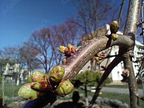 tree in spring