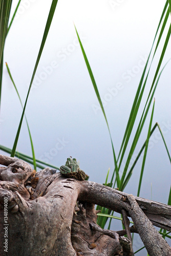 Frog and mosquito photo