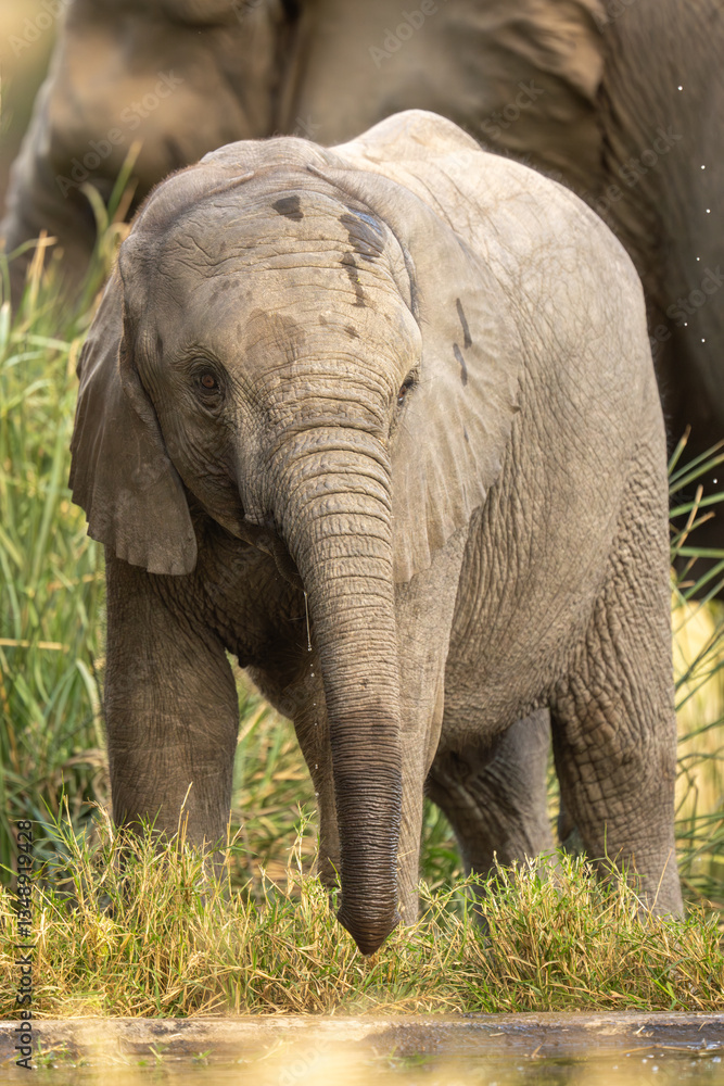 Baby African bush elephant drinking at waterhole Baby African bush elephant drinking at waterhole