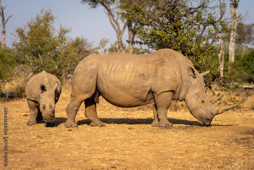 Obraz premium Calf walks around white rhino in clearing