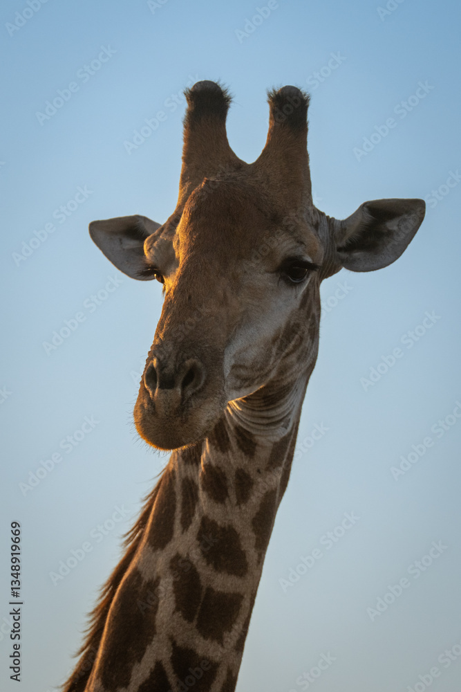 Close-up of southern giraffe against clear sky Close-up of southern giraffe against clear sky